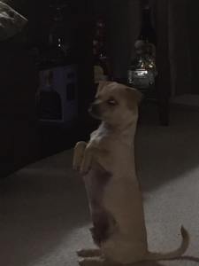 17884359_1843767775948469_7066030597609561218_n